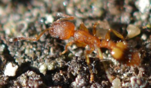 Réf. 346 114 : Temnothorax sp.